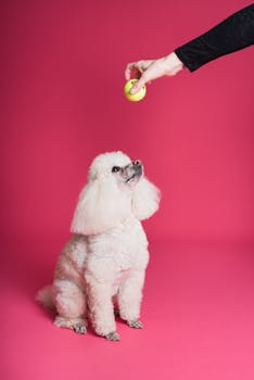 Person Playing Ball with the Dog